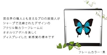 美麗オオルリアゲハの置物 0_32f6a77a488e90e36e2d91e39d25
